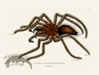 012 Spider Bird -Catching